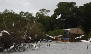 Leia mais sobre o artigo Fronteiras Blindadas: Novo Plano Federal Mira o Crime Organizado na Amazônia