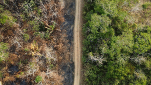 Leia mais sobre o artigo Descompasso na BR-319: Asfalto avança com ritmo bilionário enquanto blindagem ambiental fica para 2028