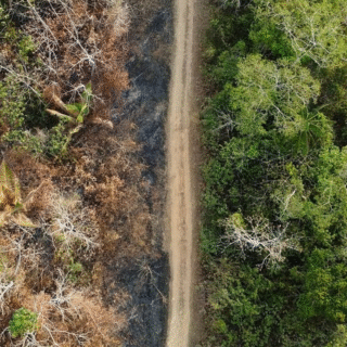 Descompasso na BR-319: Asfalto avança com ritmo bilionário enquanto blindagem ambiental fica para 2028