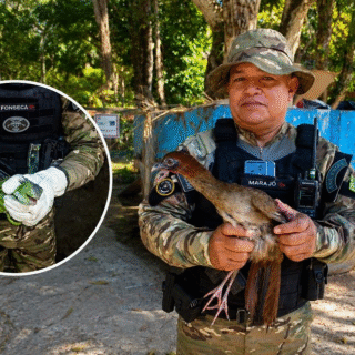 Patrulhamento Ambiental de Manaus resgata aracuã-pintado e iguana em áreas residenciais
