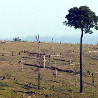 Brasil assume compromisso internacional para zerar saldo líquido de terras degradadas até 2030