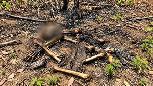 Leia mais sobre o artigo Achado de ossada em área de mata após incêndio no Cacau Pirêra mobiliza autoridades em Iranduba