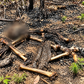 Achado de ossada em área de mata após incêndio no Cacau Pirêra mobiliza autoridades em Iranduba
