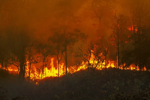 Leia mais sobre o artigo Governo Federal libera mais de R$ 45 milhões para reforçar combate a incêndios e seca no Amazonas