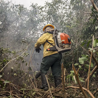 Focos de Incêndio no Amazonas: Governo Aponta Ação Humana Intencional e Reforça Operação de Combate